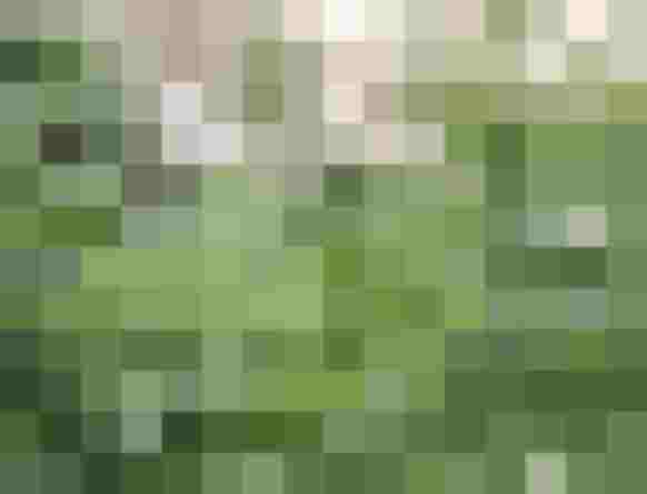 Grüne Heilpflanze als Symbol für Naturhotel und Wellnesshotel im Salzburger Land