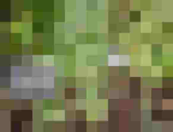 Fresh Wormwood in the Herb Garden of the Design Hotel DAS.GOLDBERG in the Salzburg Region