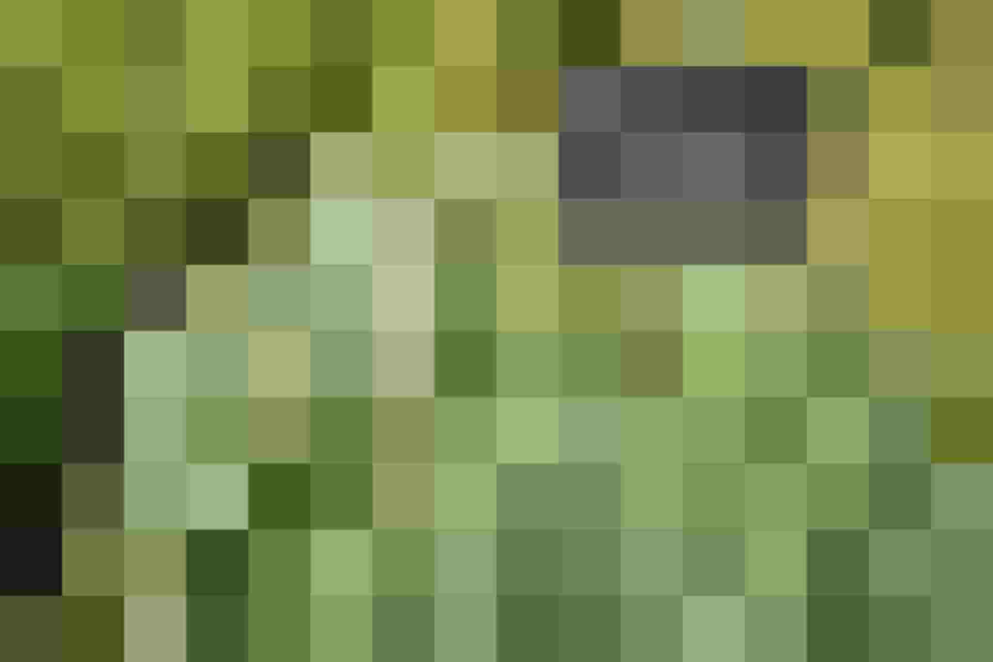 Grüne Frauenmantelblätter mit Tautropfen im Naturhotel DAS.GOLDBERG im Salzburger Land