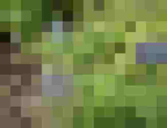 Kruidentuin van het duurzame hotel DAS.GOLDBERG in Bad Hofgastein met marjolein en bonenkruid